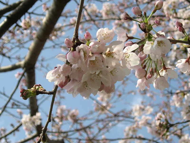 桜